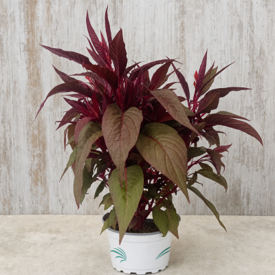 Celosía plumosa en maceta 1.6 litros – Flor decorativa (Celosia plumosa)